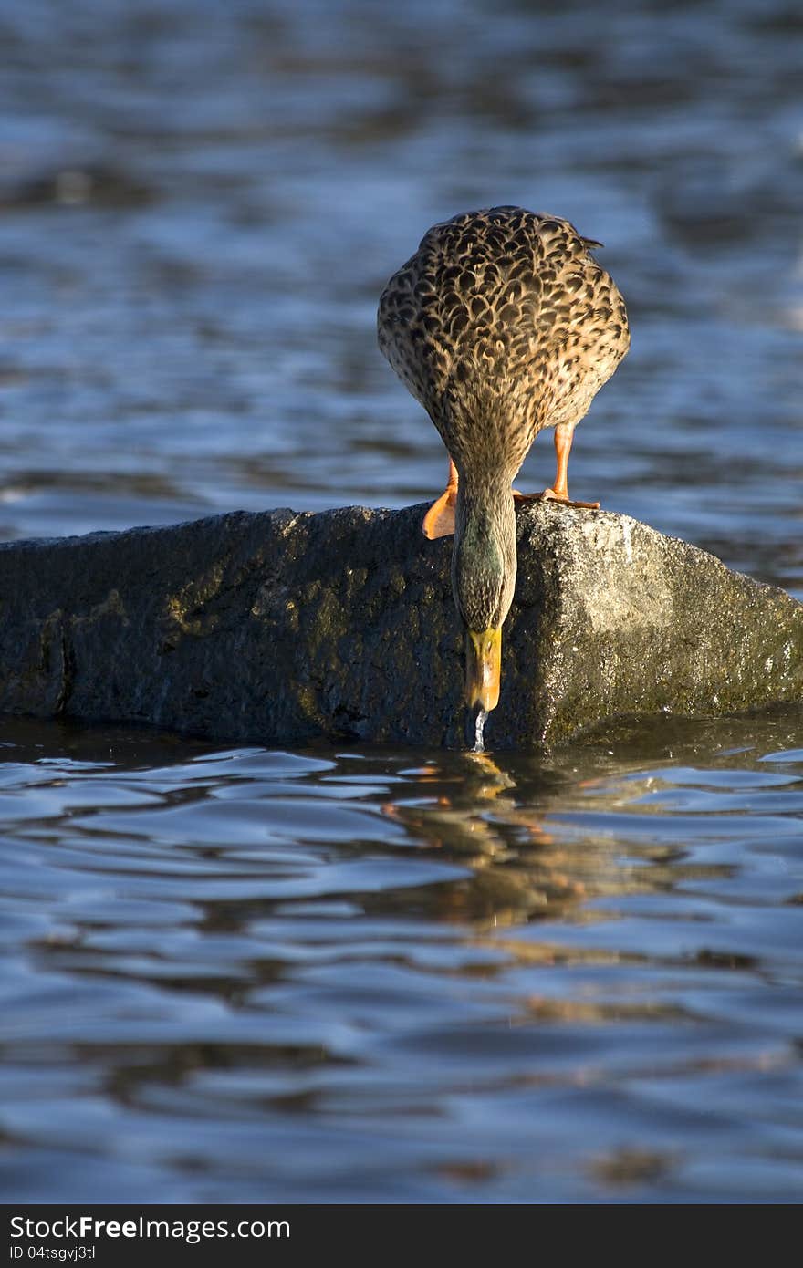 Duck drinks