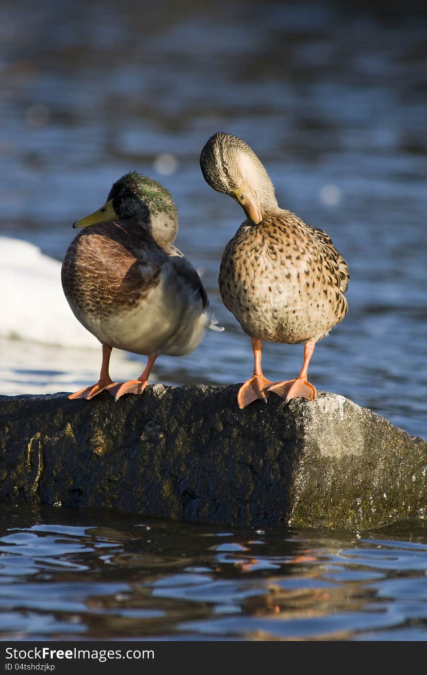 Duck cleans the feathers on the neck. Duck cleans the feathers on the neck