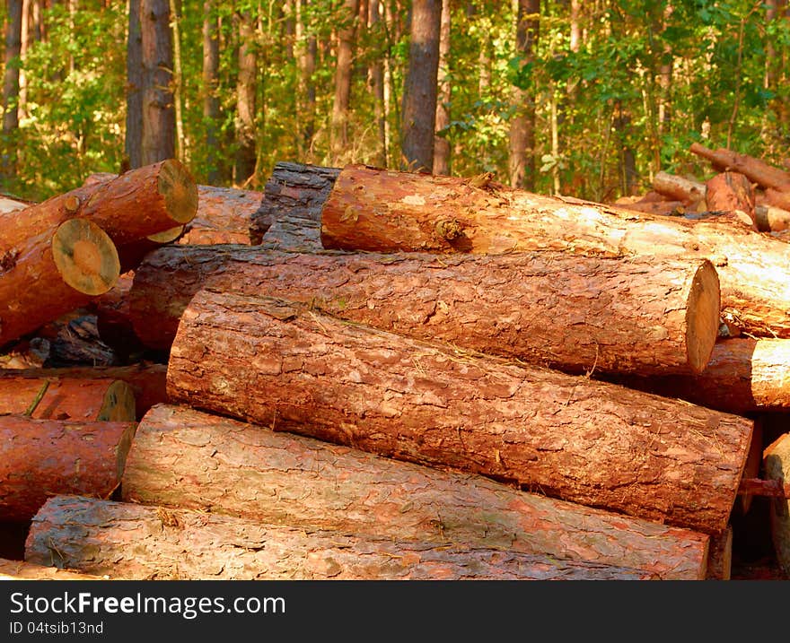 Pine logs loose in the thick woods. Pine logs loose in the thick woods