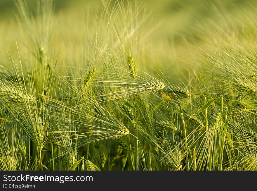 Green grain in evening sun