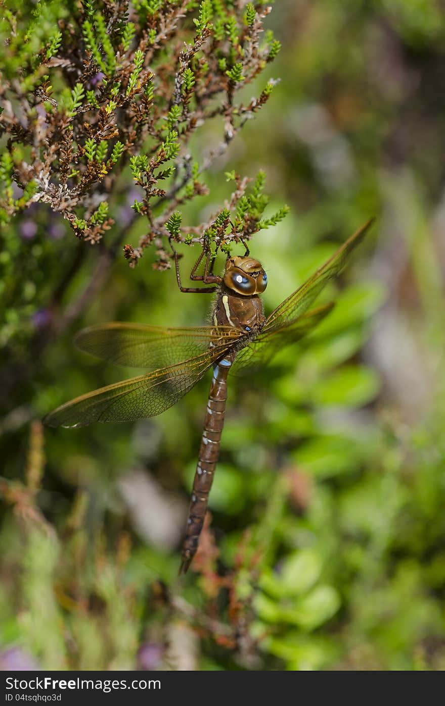 Dragonfly hiding in the bush