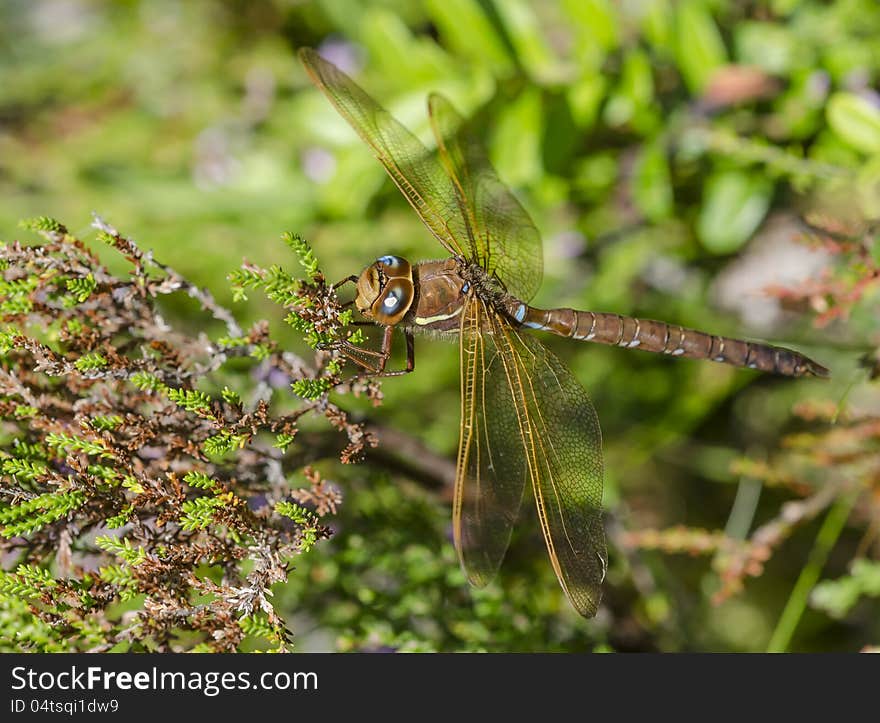 Dragonfly hiding in the bush