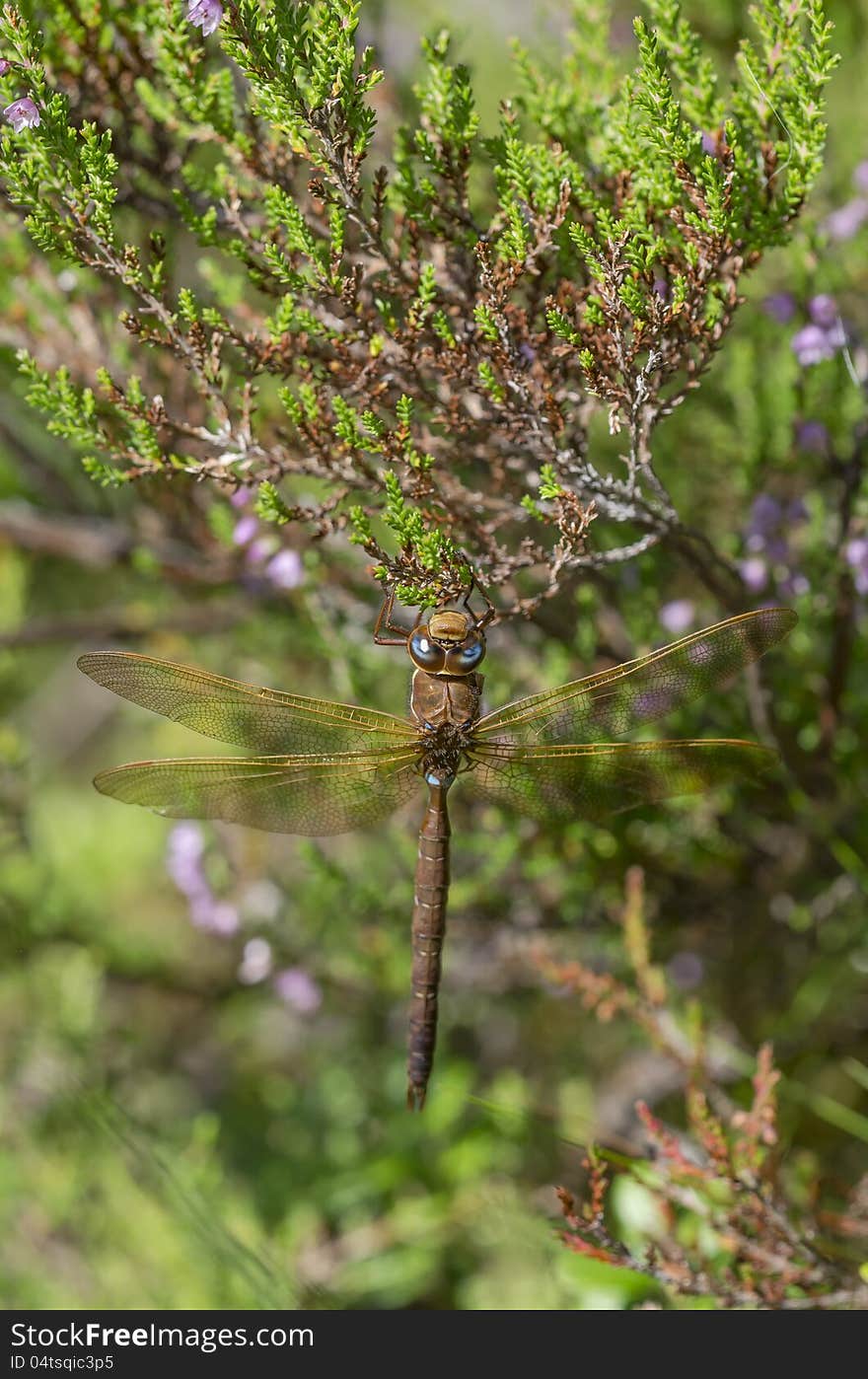 Dragonfly