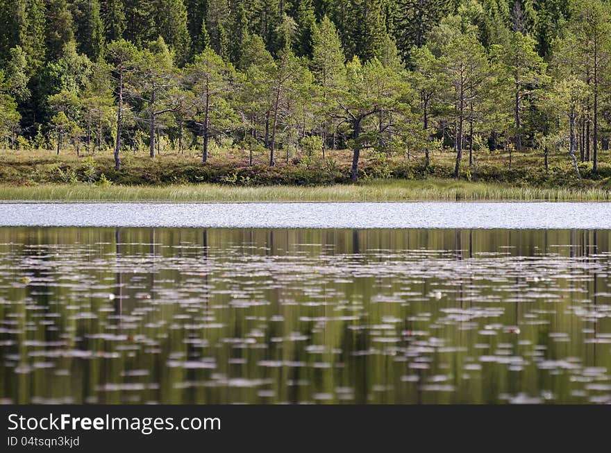 reflection of trees in small lake