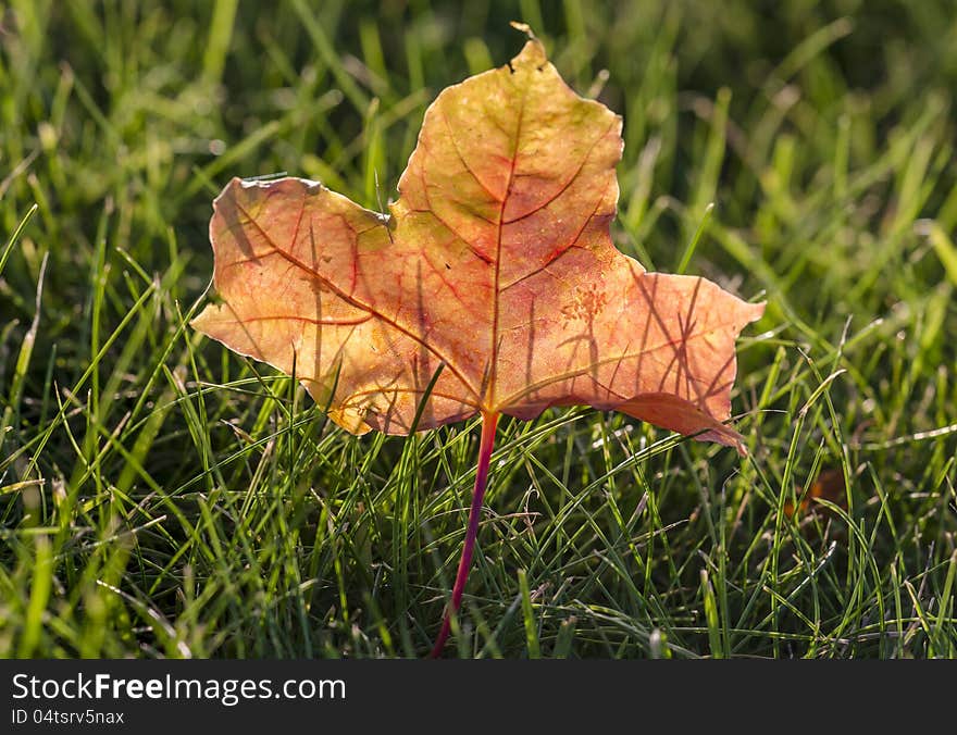 Old dry leaf in the grass