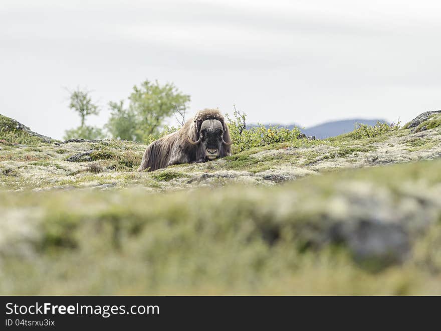 Muskox