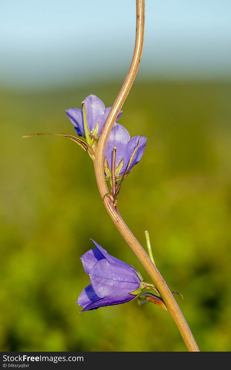 A purple flowers in the garden