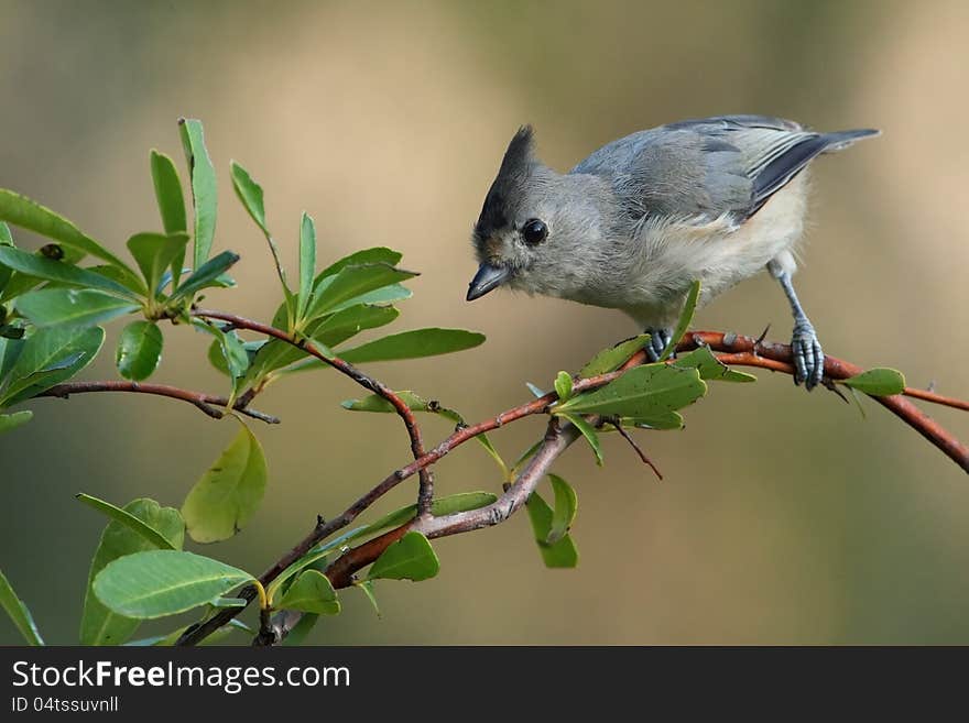 Black-crested Titmouse in early morning light. Firethorn plant roost. Black-crested Titmouse in early morning light. Firethorn plant roost.