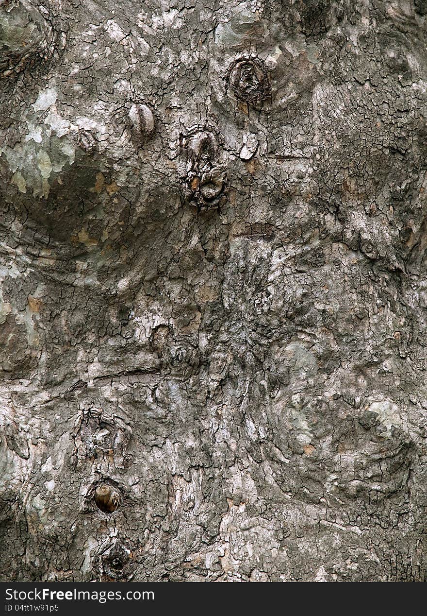 Texture of old grey bumpy tree bark. Texture of old grey bumpy tree bark