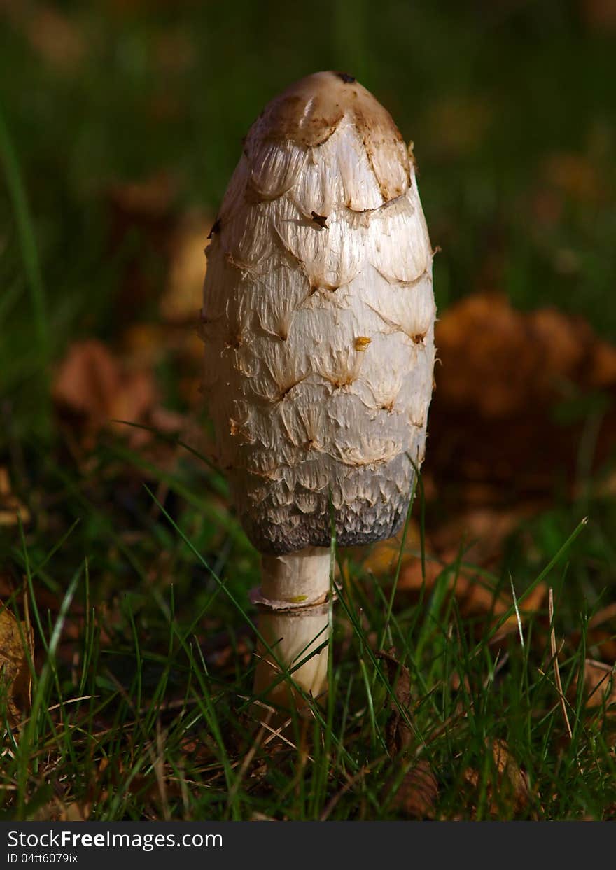 Shaggy Ink Cap