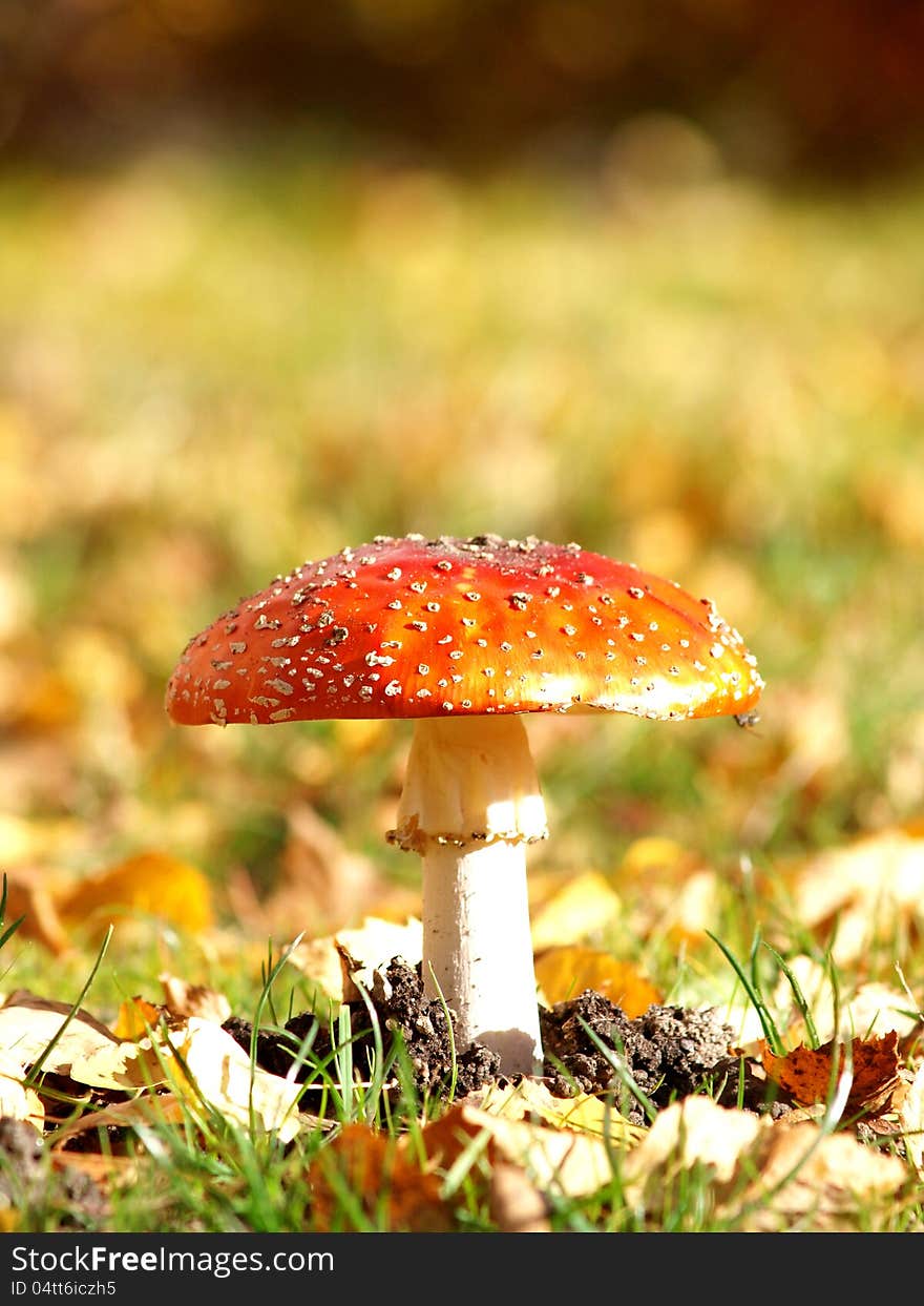 Toadstool  in the grass, at autumn