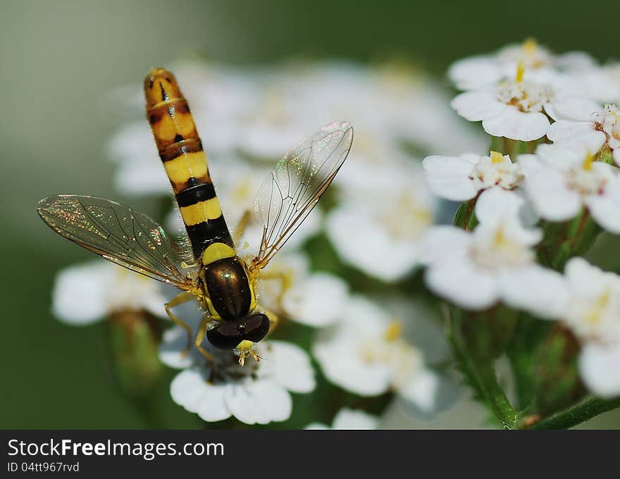 Dipteran like wasp