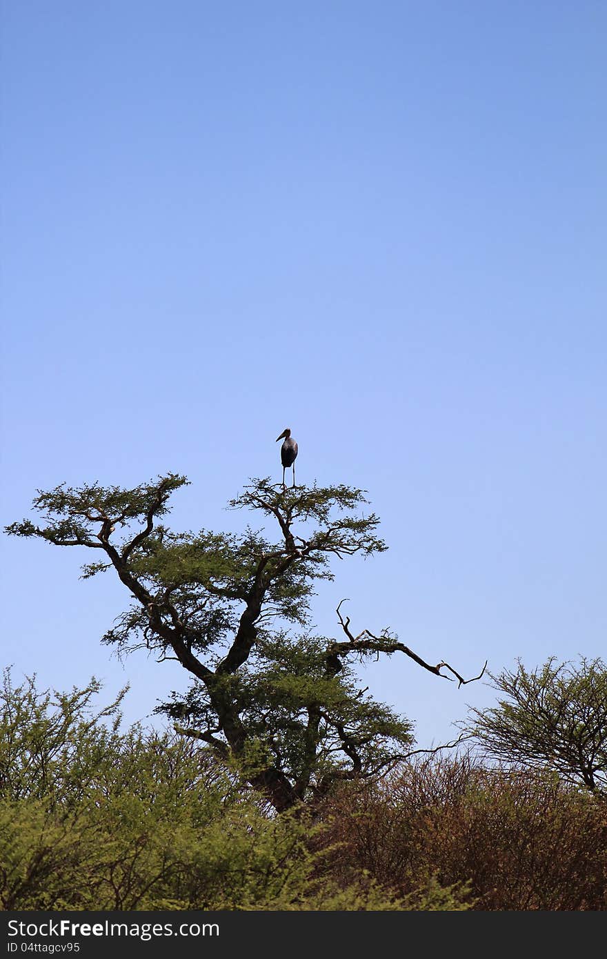 An adult Marabou Stork on a Camelthorn tree at a watering hole on a game ranch in Namibia, Africa. An adult Marabou Stork on a Camelthorn tree at a watering hole on a game ranch in Namibia, Africa.