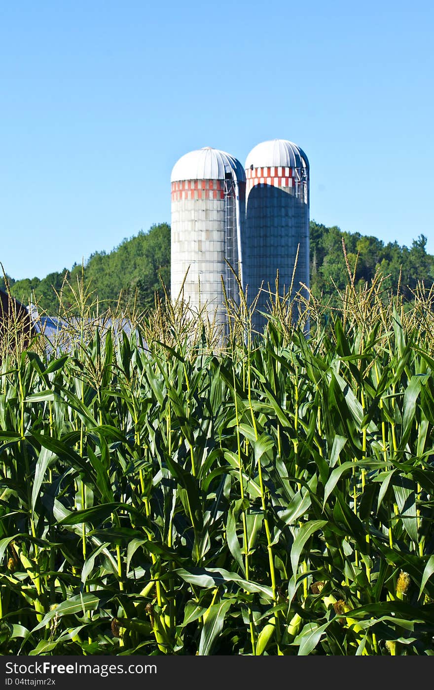 Corn Stalks with two silos in background