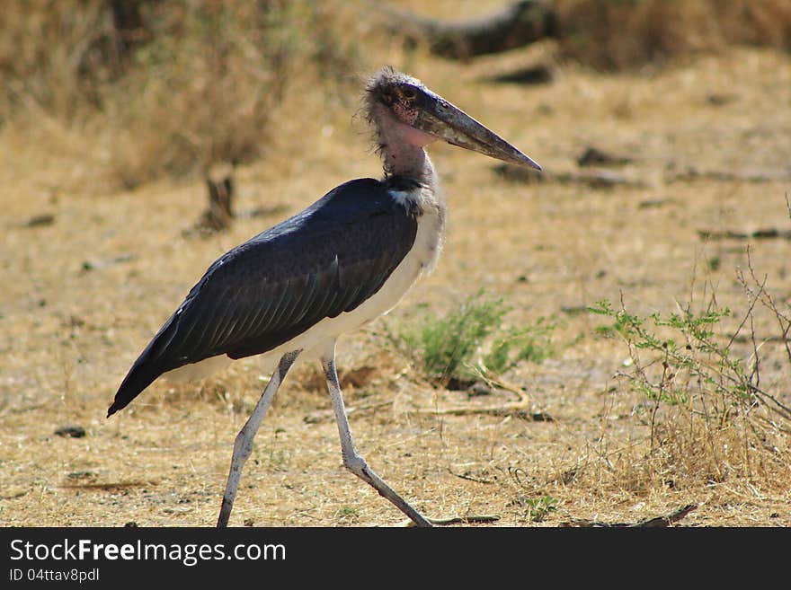 An adult Marabou Stork at a watering hole on a game ranch in Namibia, Africa. An adult Marabou Stork at a watering hole on a game ranch in Namibia, Africa.