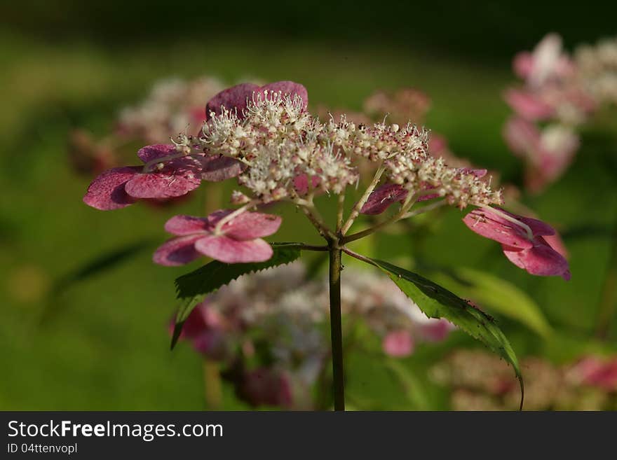 Hydrangea