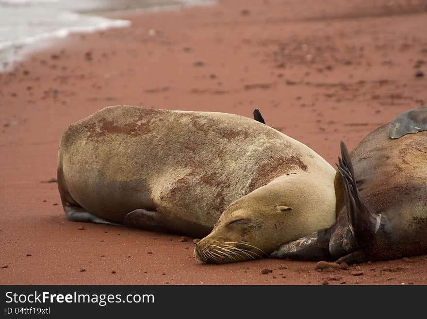 Sleeping Galapagos Sea Lion