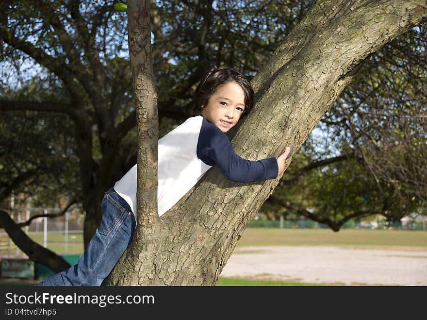 Yound boy posing in a tree. Yound boy posing in a tree.