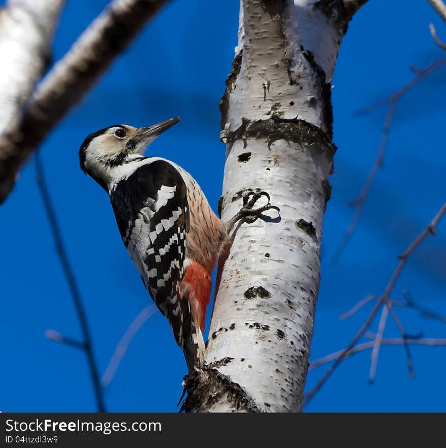 White-backed woodpecker