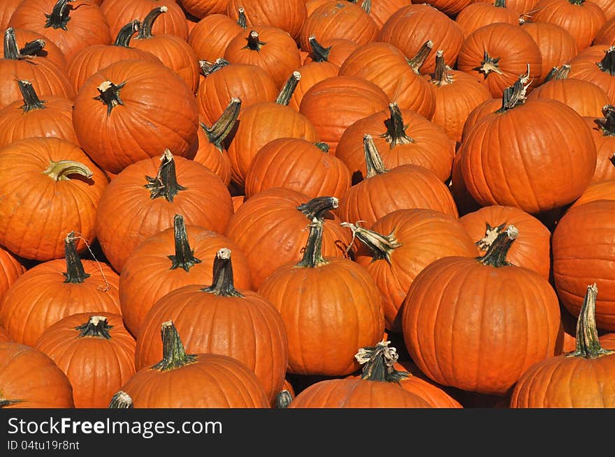 Harvested pumpkins in San Diego County, CA. Harvested pumpkins in San Diego County, CA