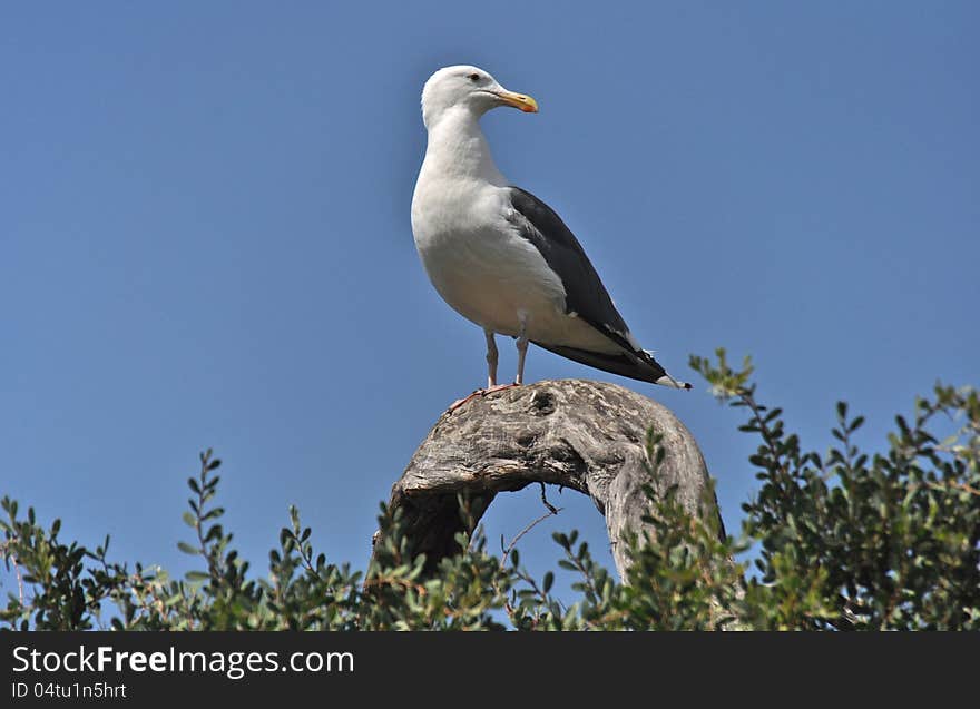 Seagull Sentinel