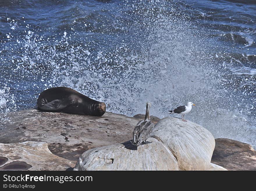 Wave crashing behind a sea lion, pelican and sea gull at La Jolla in San Diego, California. Wave crashing behind a sea lion, pelican and sea gull at La Jolla in San Diego, California