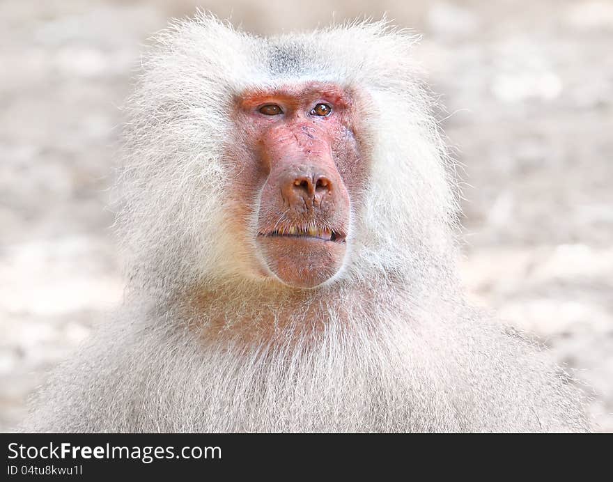 Portrait of baboon monkey