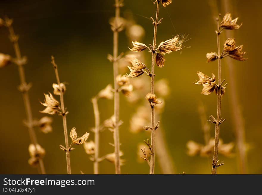 Herbs And Wild Flowers