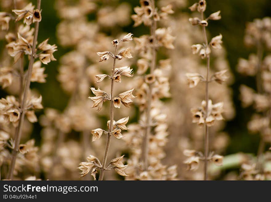 Herbs And Wild Flowers