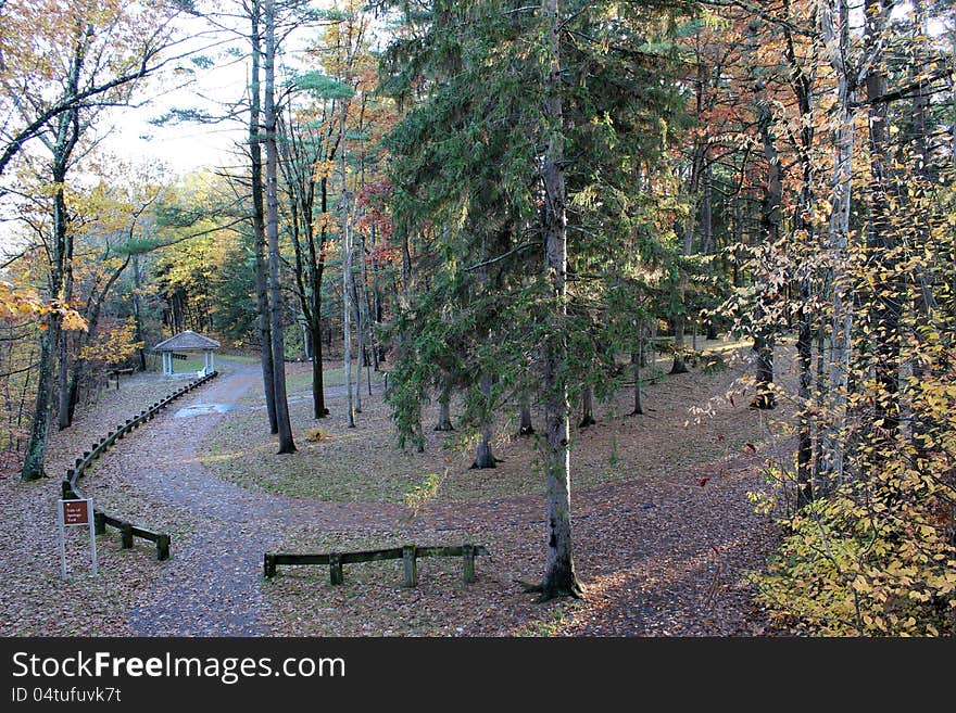 Path in the woods covered with foliage