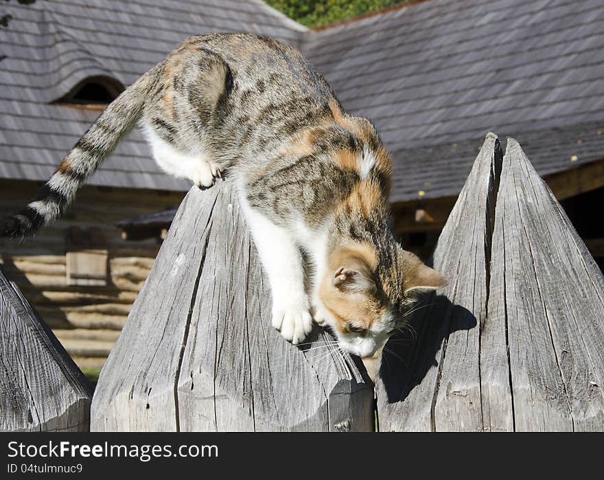 A tabby cat climbing a wooden fence on a farm yard. A tabby cat climbing a wooden fence on a farm yard.