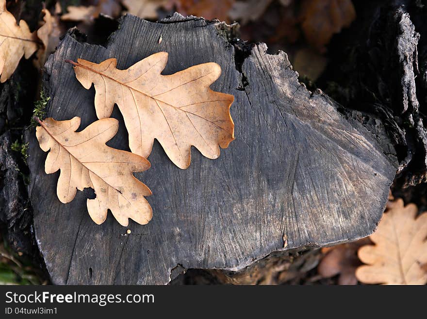 Autumn background. Dry fall oak leaves on old gray wooden stub