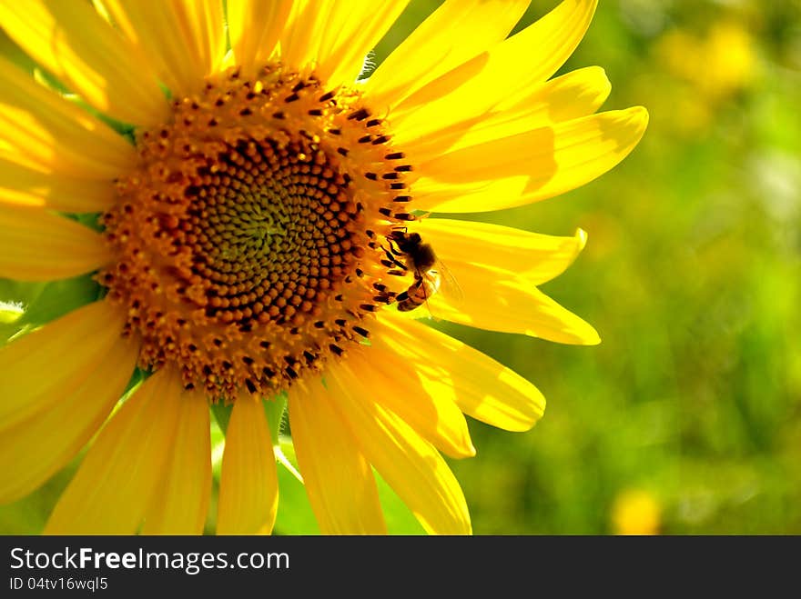 Sunflower and bee on the summer festival