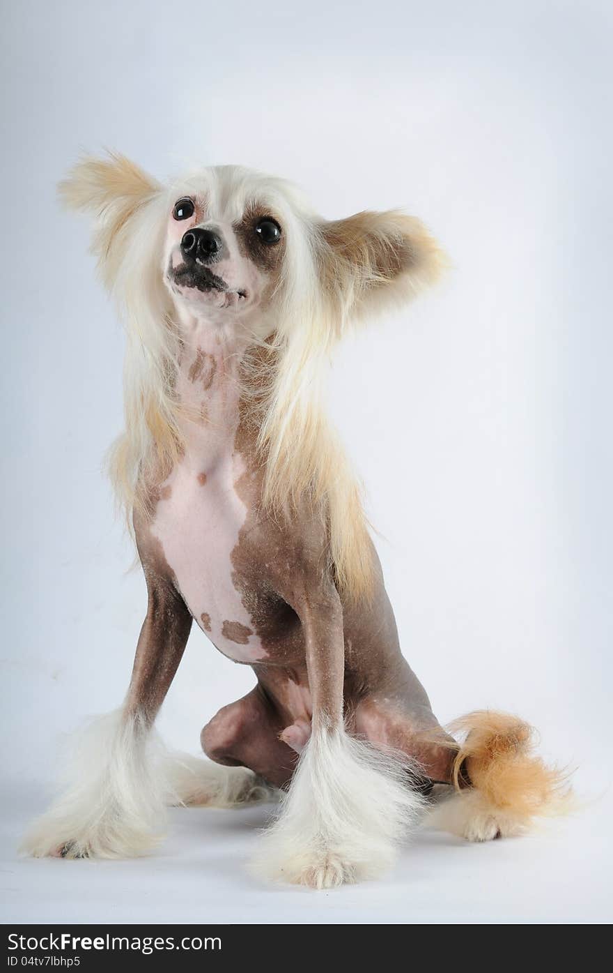 Chineese Crested Dog Portrait