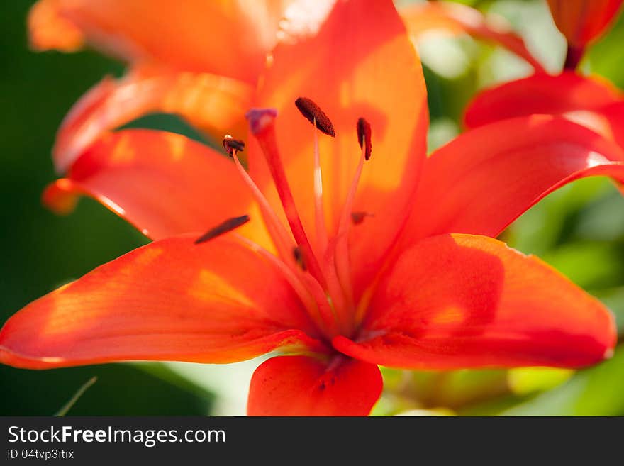 Red Stargaser Lilly on green background