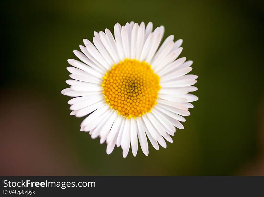 White daisy on green background