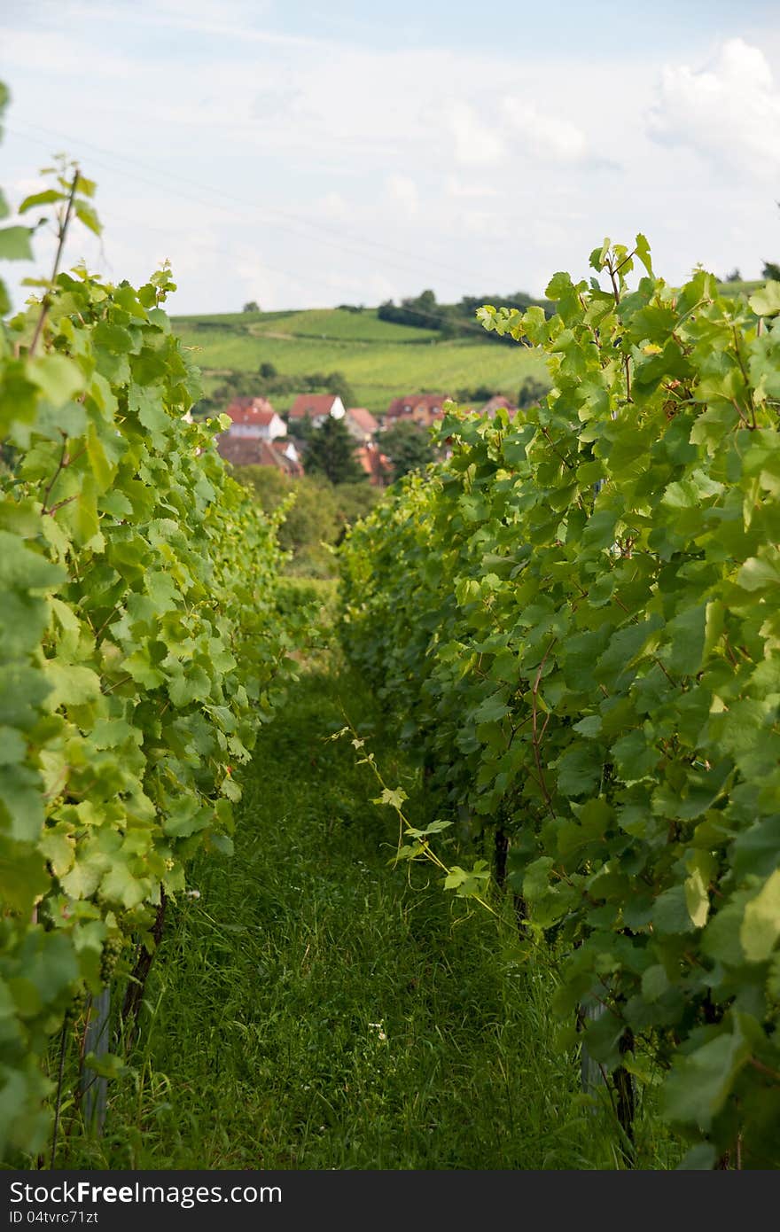 Alsace landscape and vinewyard