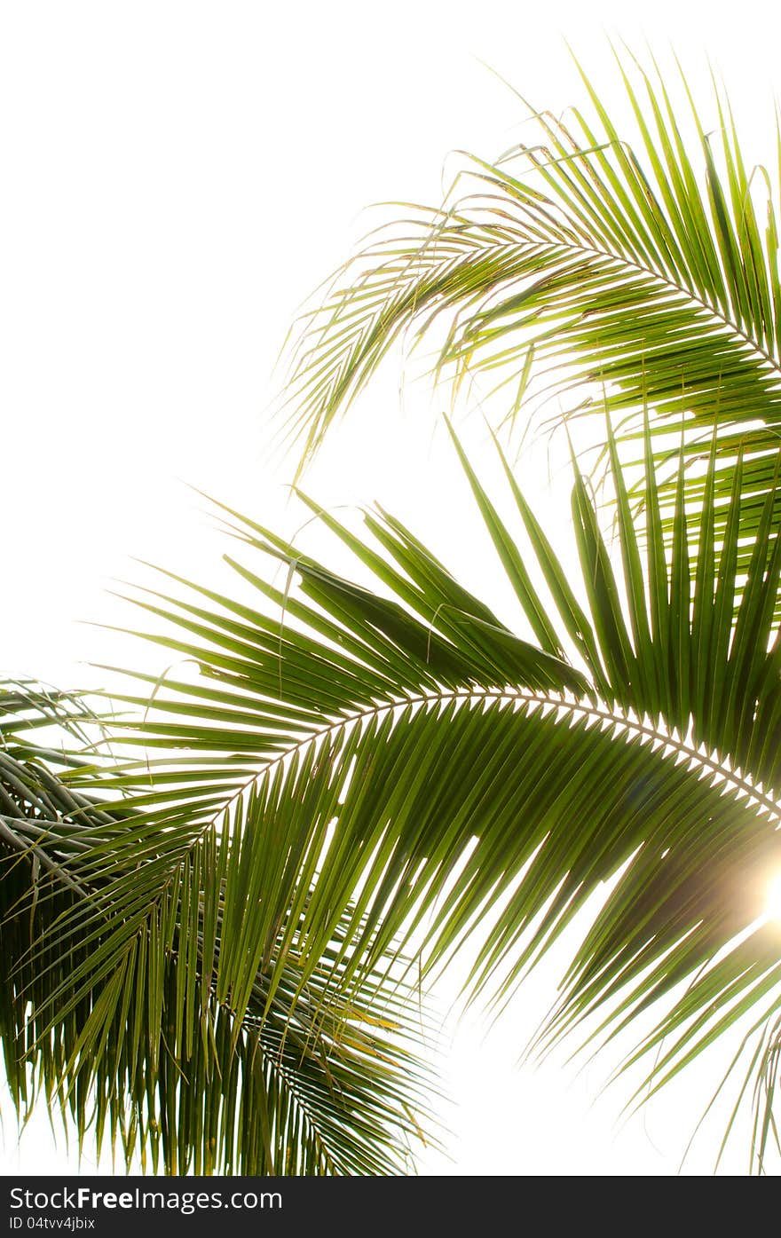 Coconut leaves on white background with sun ray