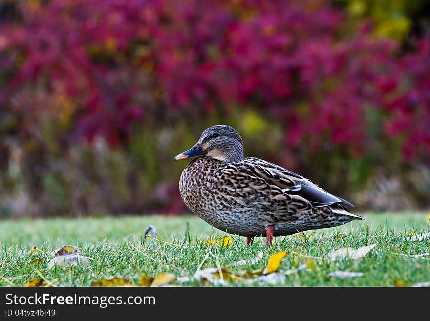 Ground level view of a duck standing in grass and leaves with red autumn foliage in the distance. Ground level view of a duck standing in grass and leaves with red autumn foliage in the distance