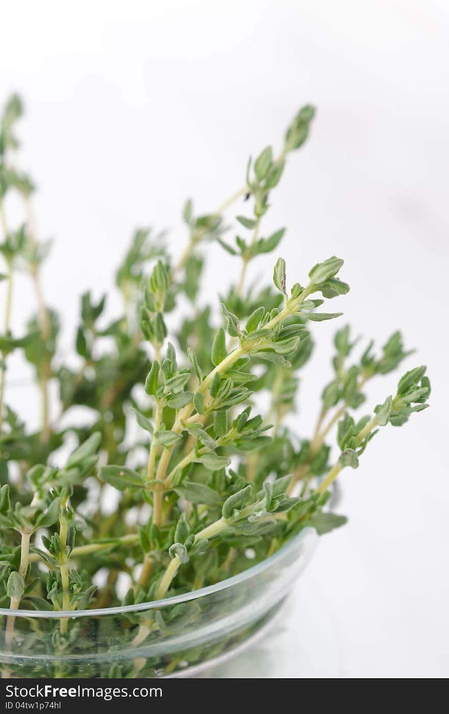 Sprigs of fresh thyme in a glass beaker. Sprigs of fresh thyme in a glass beaker