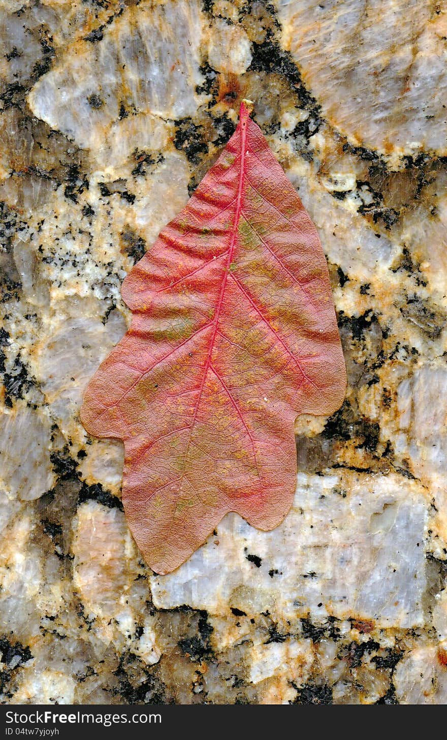 Oak leaf on a pink granite background