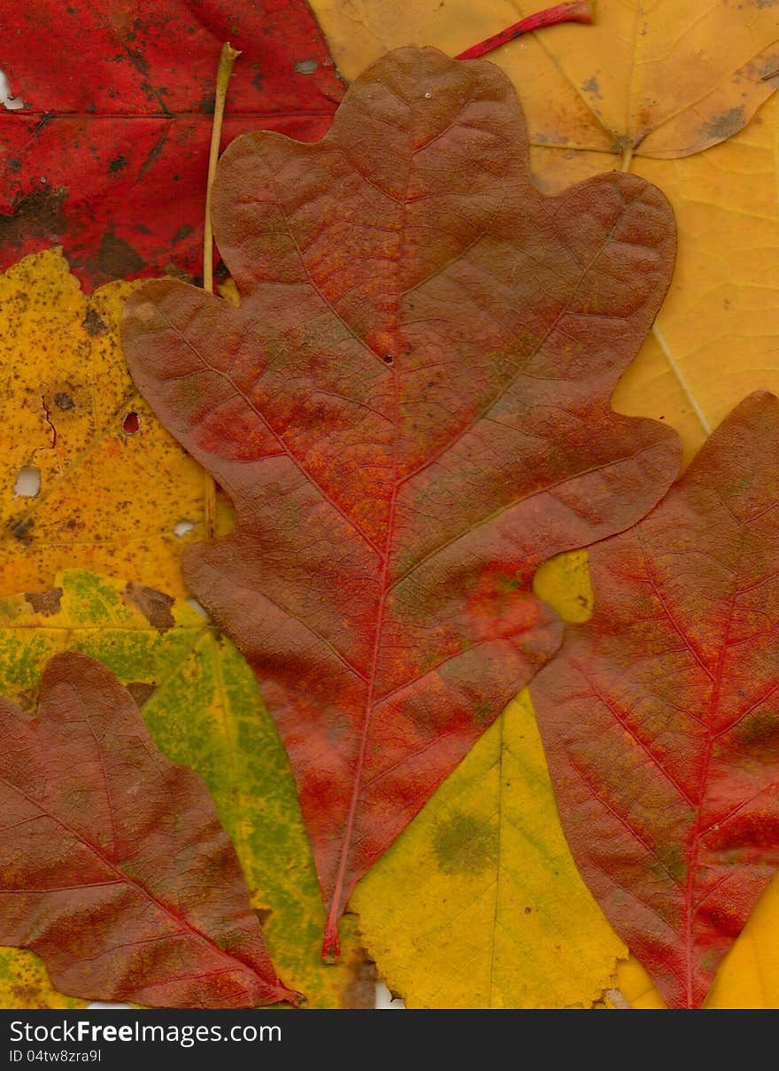 Oak leaf with leaves to fill in. Oak leaf with leaves to fill in