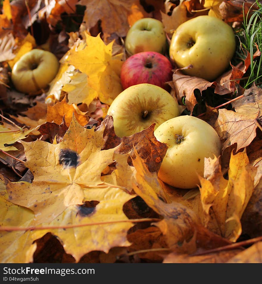 Autumn background - fallen apples and leaves of ma