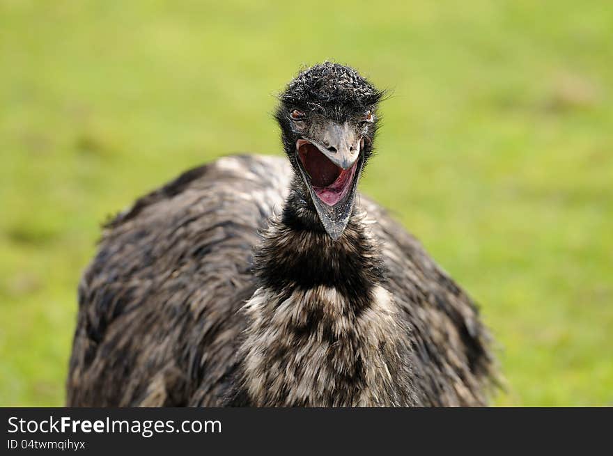 An Emu s Scream