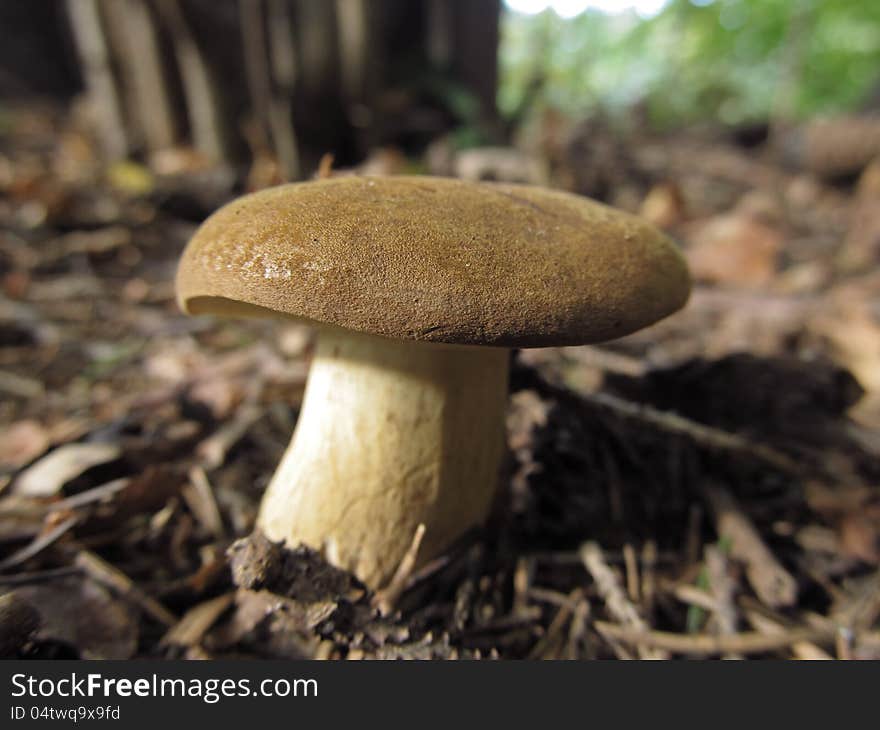 Macro shoot of natural growing boletus in the forest. Macro shoot of natural growing boletus in the forest