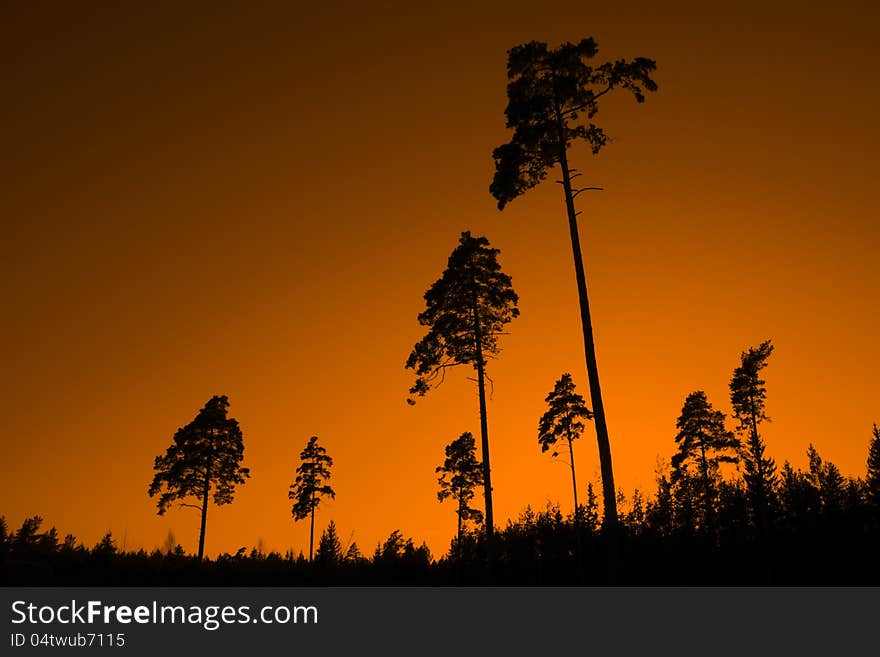 PINE TREE SUNSET