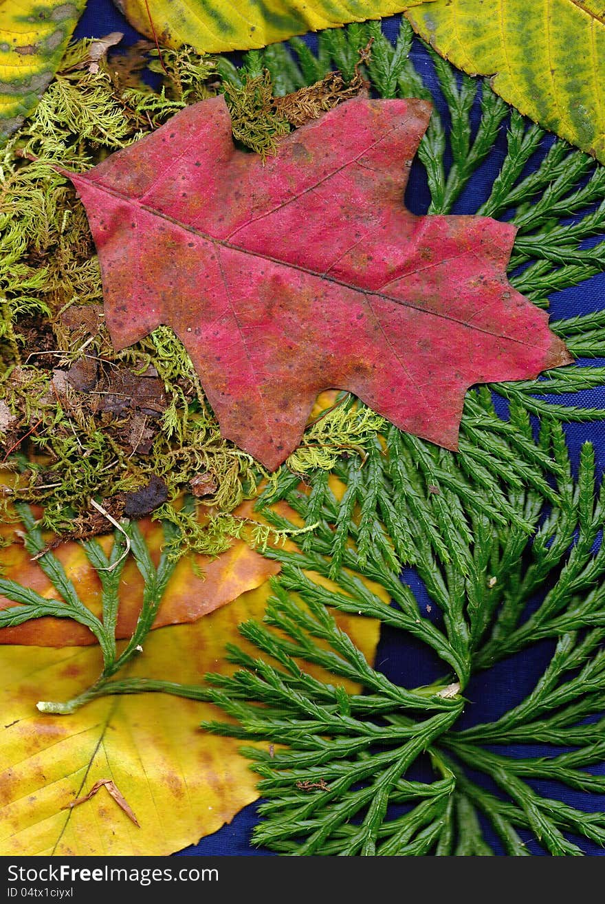 Fall leaves and color background. Fall leaves and color background