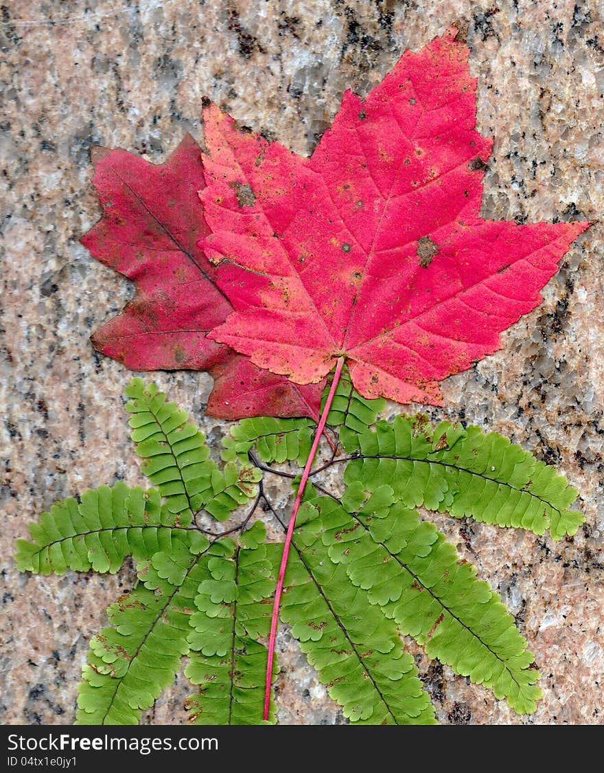 stone maple