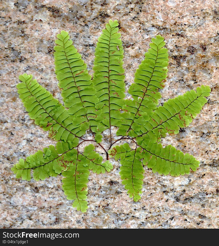 Fern with a stone background. Fern with a stone background