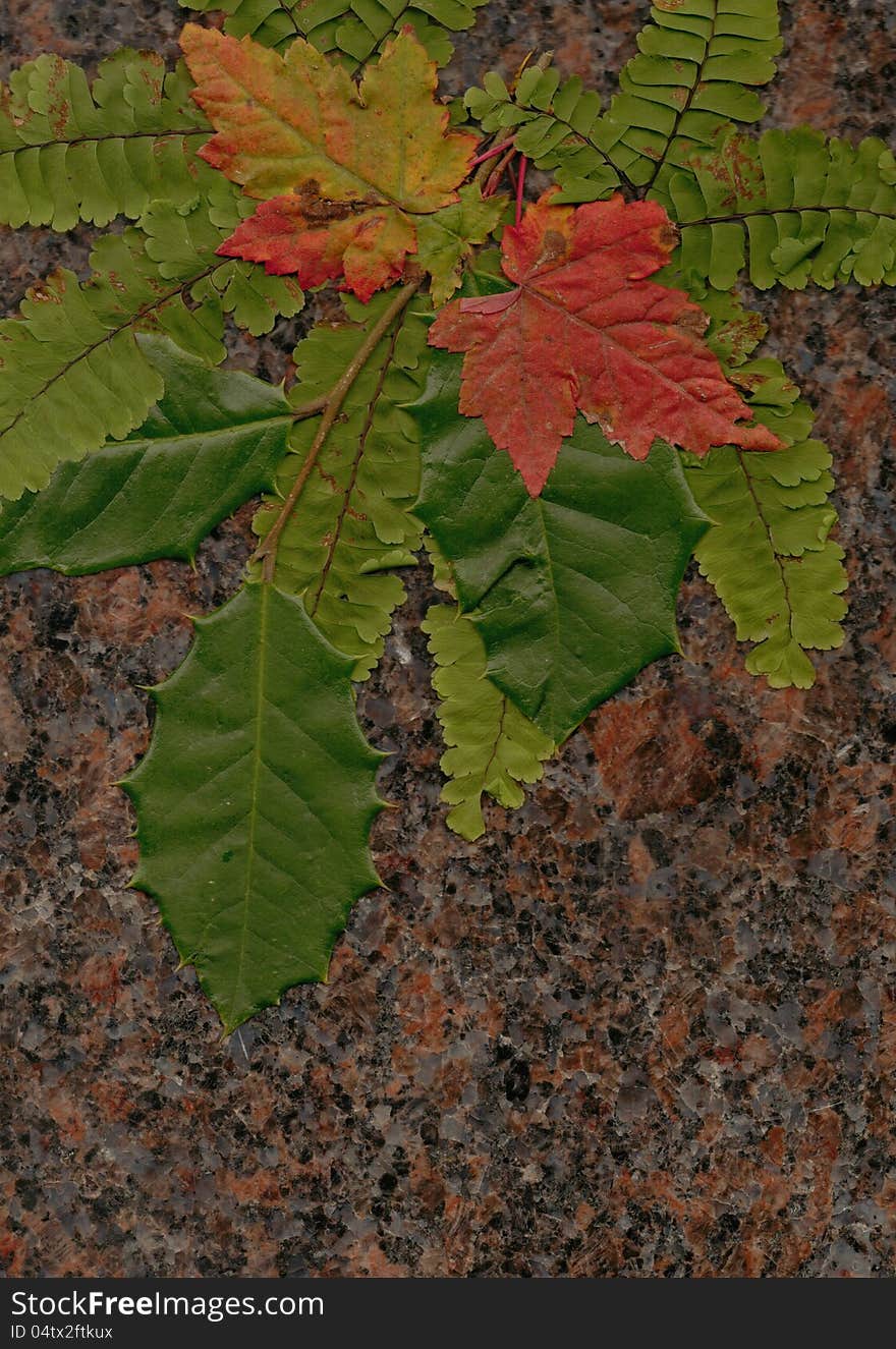 Maple leaf and holly background. Maple leaf and holly background